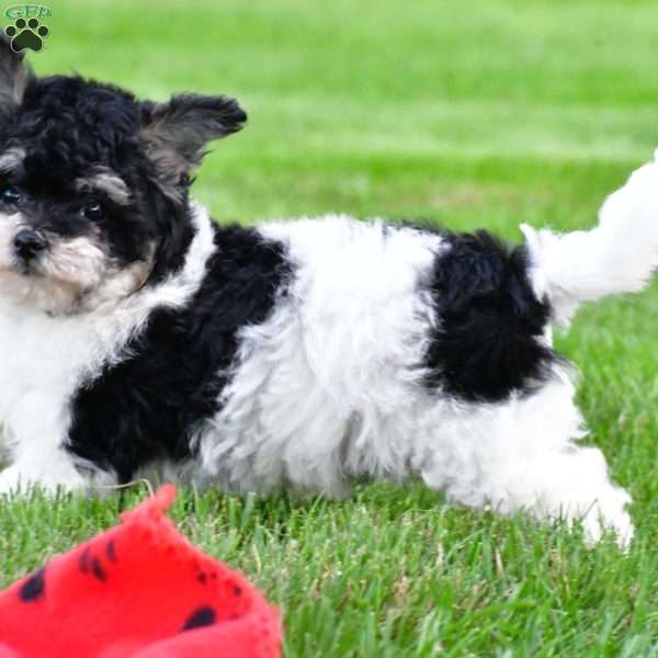 gabby, Bich-Poo Puppy